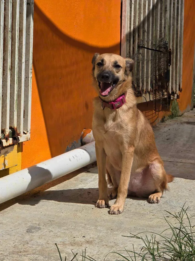 Pretty Palmas thumbnail 2