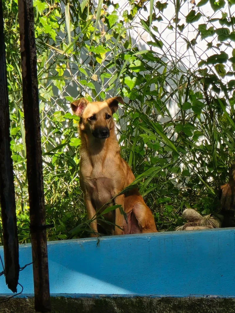 Pretty Palmas thumbnail 3