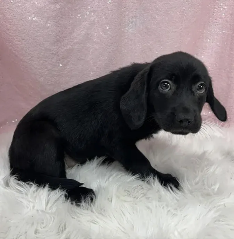A baby medium-sized female Black Husky dog named Queen for adoption in Cedarburg, WI