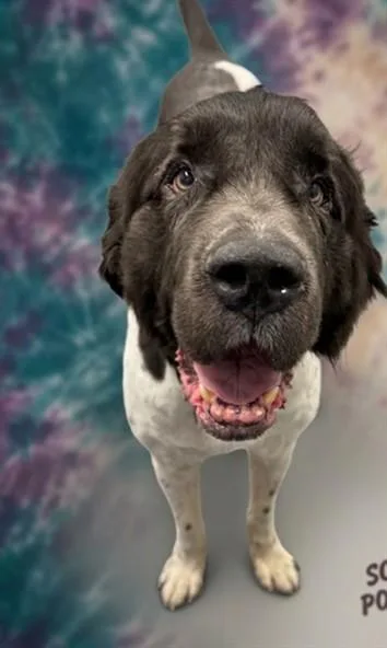 An adult medium-sized male Newfoundland Dog dog named Joey for adoption in Peoria, IL