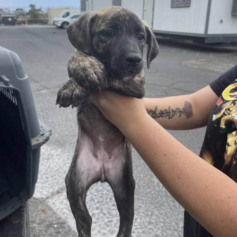 A baby medium-sized female Brindle Mixed Breed dog named Violet for adoption in Volcano, HI