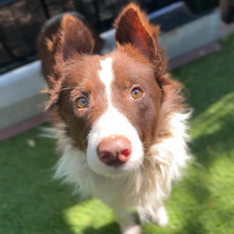 A senior medium-sized male Border Collie dog named Harper A for adoption in Mission Hills, CA