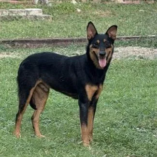 An adult large-sized male Shepherd dog named Ranger for adoption in San Antonio, TX