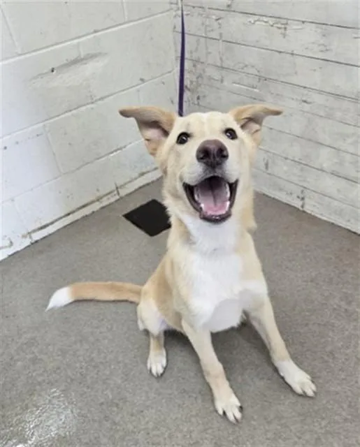 A young small-sized male German Shepherd Dog dog named Dj for adoption in San Bernardino, CA
