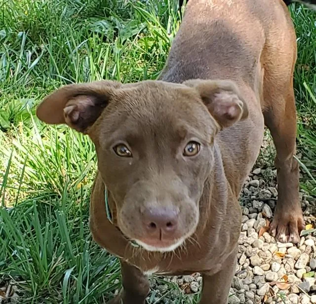 A baby small-sized female Labrador Retriever dog named Vanilla for adoption in Aurora, IL