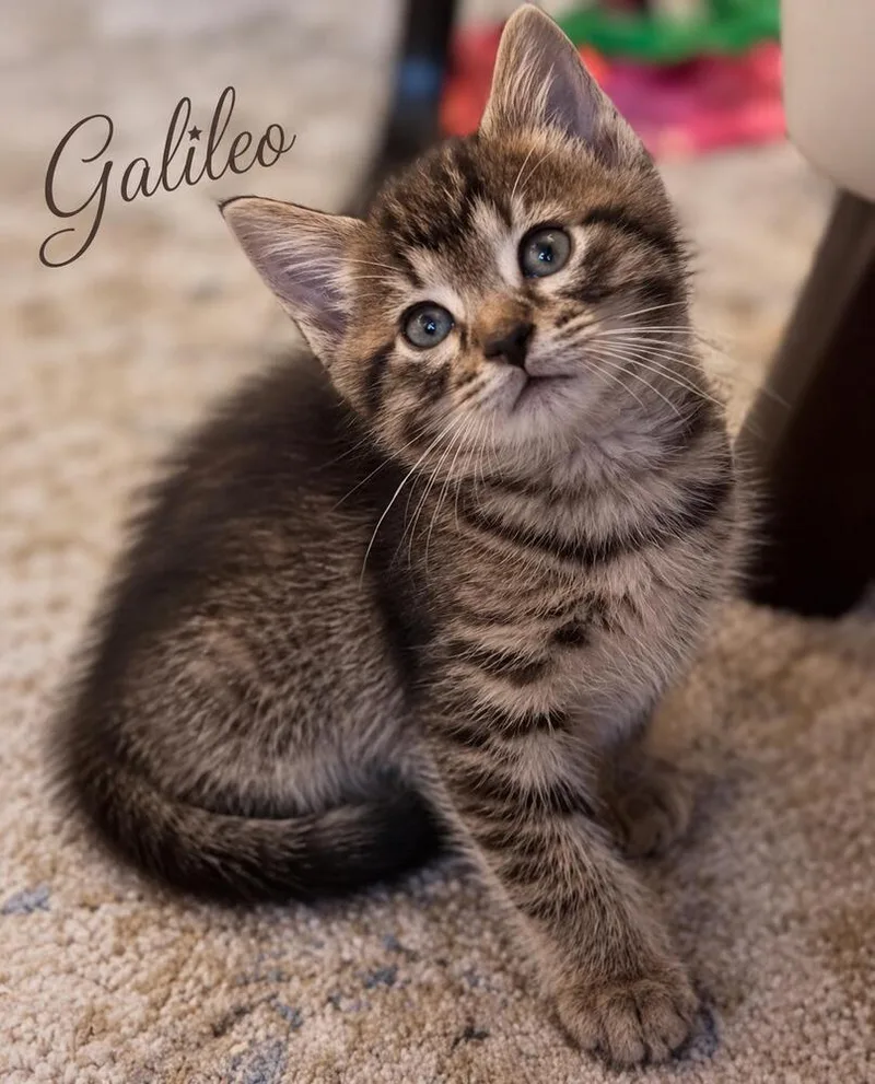 Galileo thumbnail 3