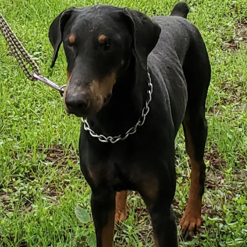 Rexly Jum thumbnail 3