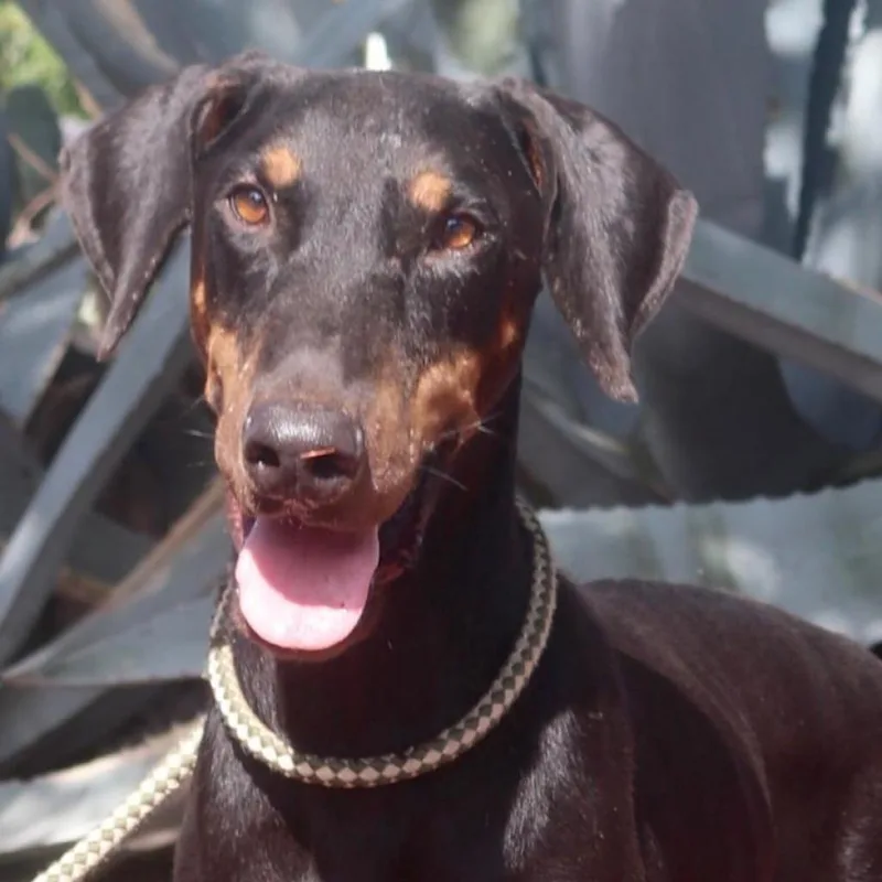 Rexly Jum thumbnail 6