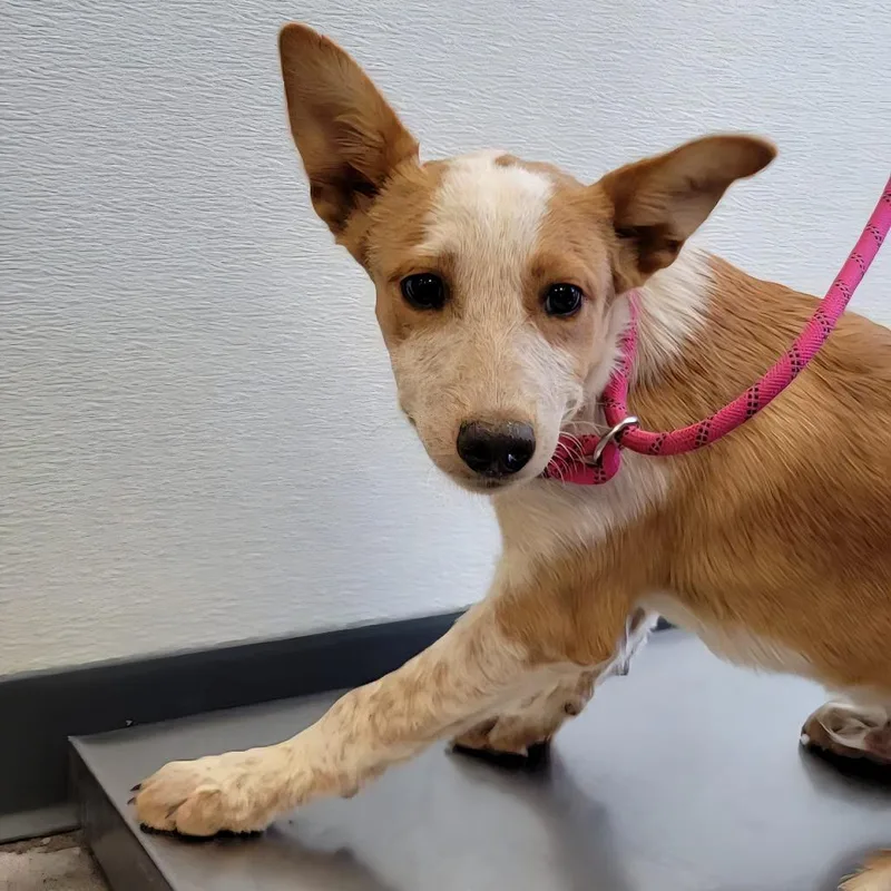 A baby medium-sized male Red / Chestnut / Orange Mixed Breed dog named Ciela for adoption in Las Cruces, NM