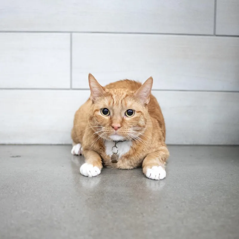 An adult large-sized male Orange / Red Domestic Short Hair cat named Nut Butter for adoption in West Jordan, UT