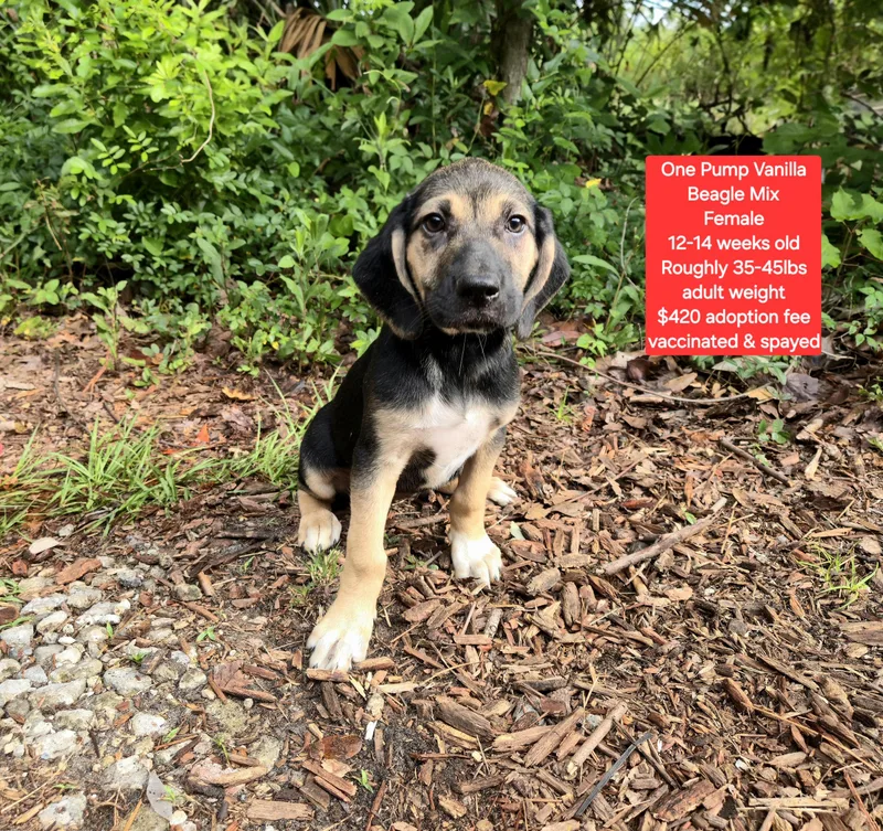 A baby medium-sized female Beagle dog named One Pump Vanilla for adoption in Oviedo, FL