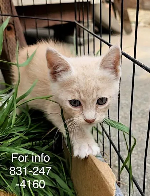 A baby medium-sized male Orange / Red Domestic Short Hair cat named Finley for adoption in Santa Cruz, CA
