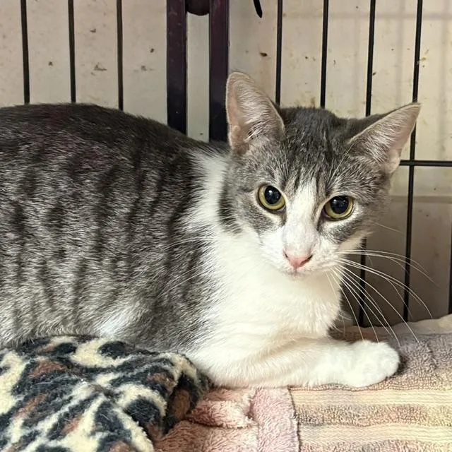 An adult medium-sized female Tabby (Gray / Blue / Silver) Tabby cat named Millie for adoption in Porter, TX