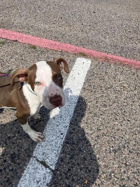 A baby large-sized male Mixed Breed dog named Pat for adoption in Dallas, TX