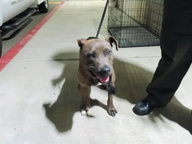 An adult medium-sized male Pit Bull Terrier dog named Max for adoption in Downey, CA
