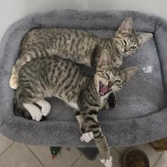 Pepper & Stella thumbnail 5