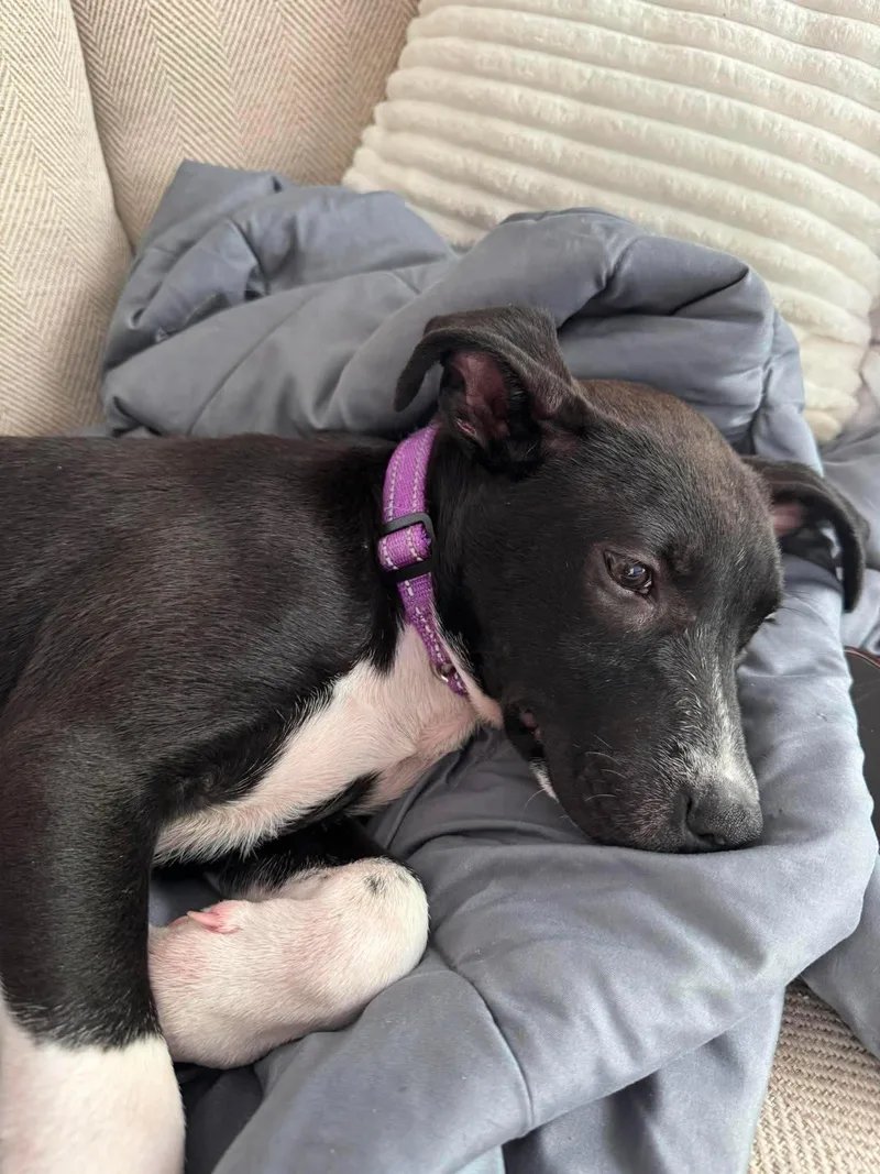 A baby medium-sized male Labrador Retriever dog named Angus for adoption in Carmel, NY