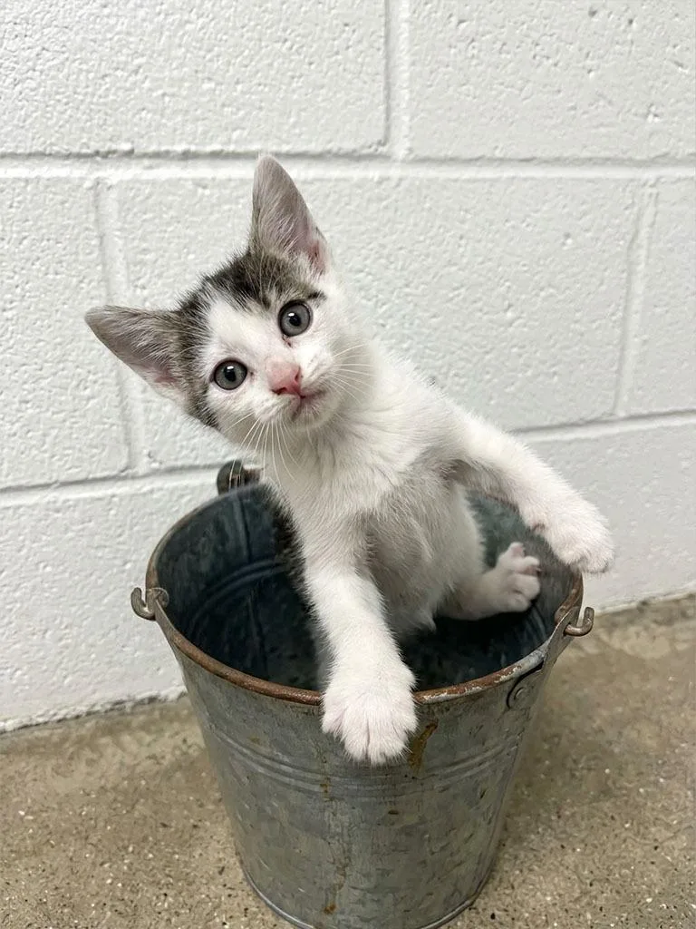 A baby small-sized female Domestic Short Hair cat named Pail for adoption in Lavonia, GA