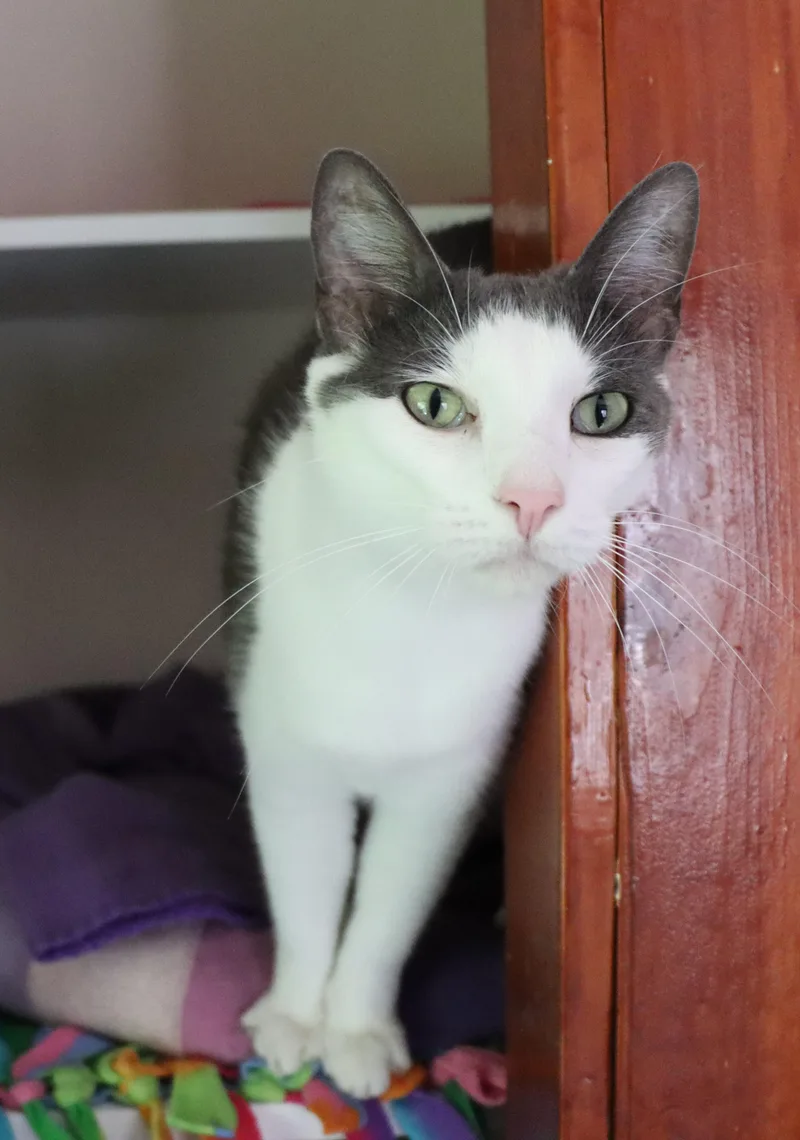 A senior extra large-sized male Gray & White Domestic Short Hair cat named Cliffton for adoption in House Springs, MO