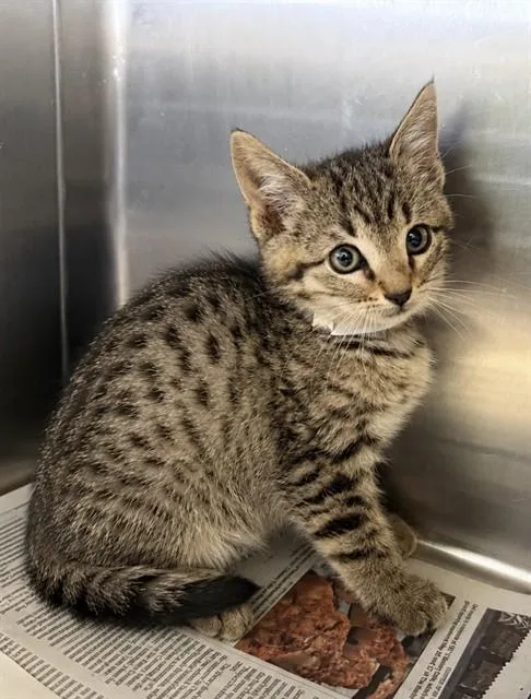 A baby small-sized female Domestic Short Hair cat named Lilly for adoption in Lancaster, CA