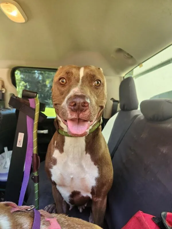 An adult medium-sized female Yellow / Tan / Blond / Fawn Mixed Breed dog named Mary for adoption in Mobile, AL