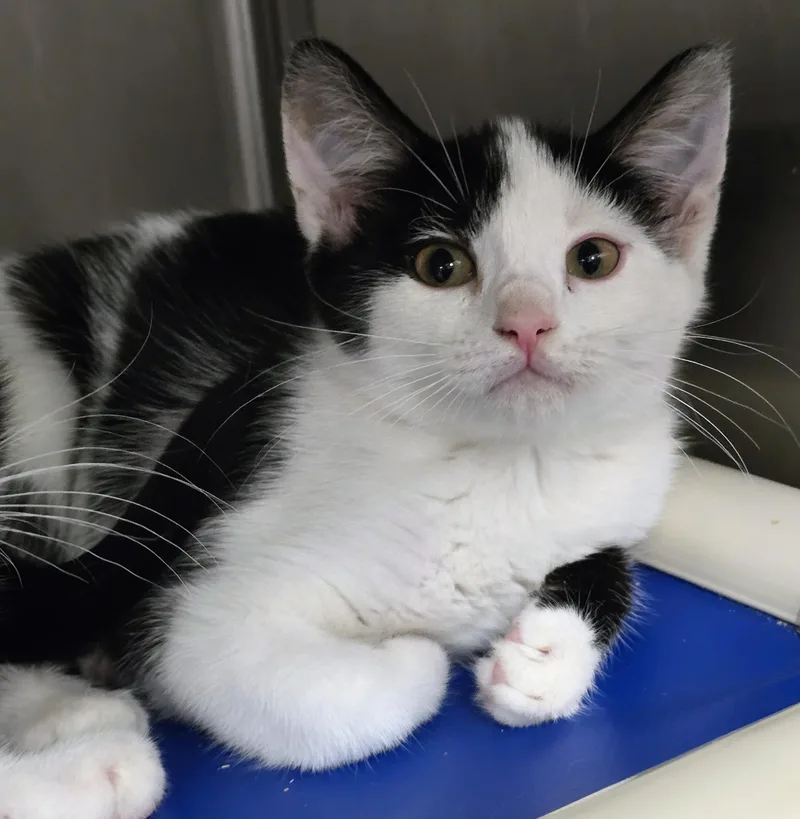 A baby medium-sized female Black Domestic Short Hair cat named Cuddlekins for adoption in Amityville, NY