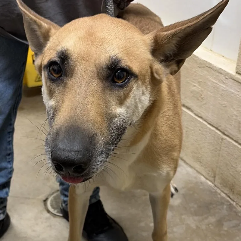 A young large-sized male Yellow / Tan / Blond / Fawn Shepherd dog named Baxter for adoption in Palestine, TX