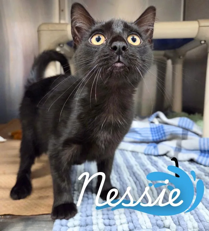 A baby medium-sized female Black Domestic Short Hair cat named Nessie for adoption in Nevada, IA