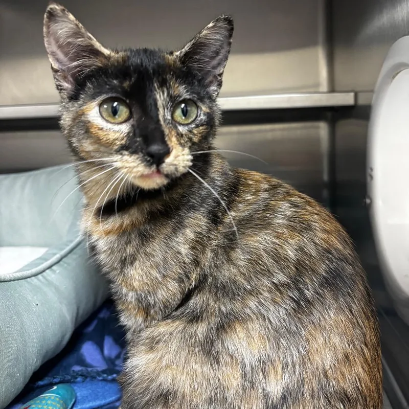 A baby small-sized female Tortoiseshell Domestic Short Hair cat named Clawdeen for adoption in Middleburg, FL