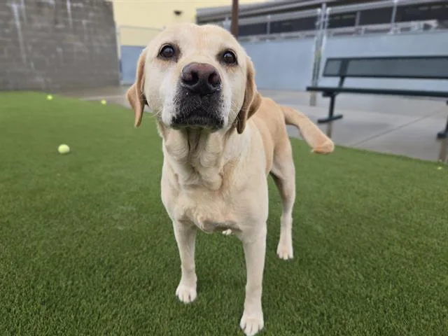 An adult medium-sized female Labrador Retriever dog named Moira Rose for adoption in Auburn, CA