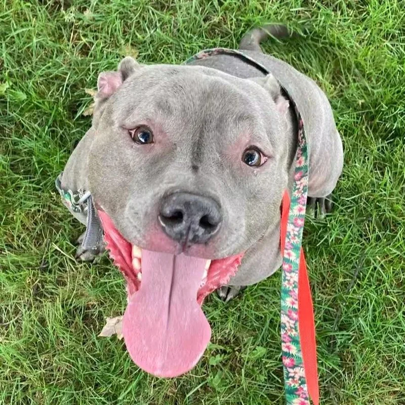 An adult large-sized male Gray / Blue / Silver Mixed Breed dog named Freddie for adoption in Syracuse, NY