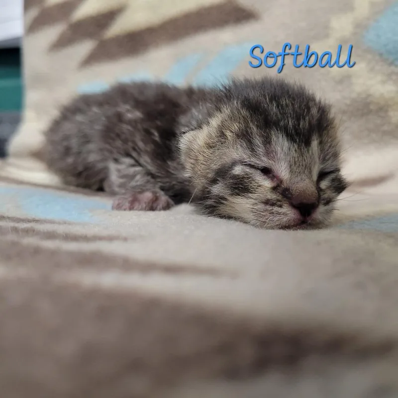 A baby small-sized male Brown / Chocolate Domestic Short Hair cat named Softball for adoption in Parkersburg, WV