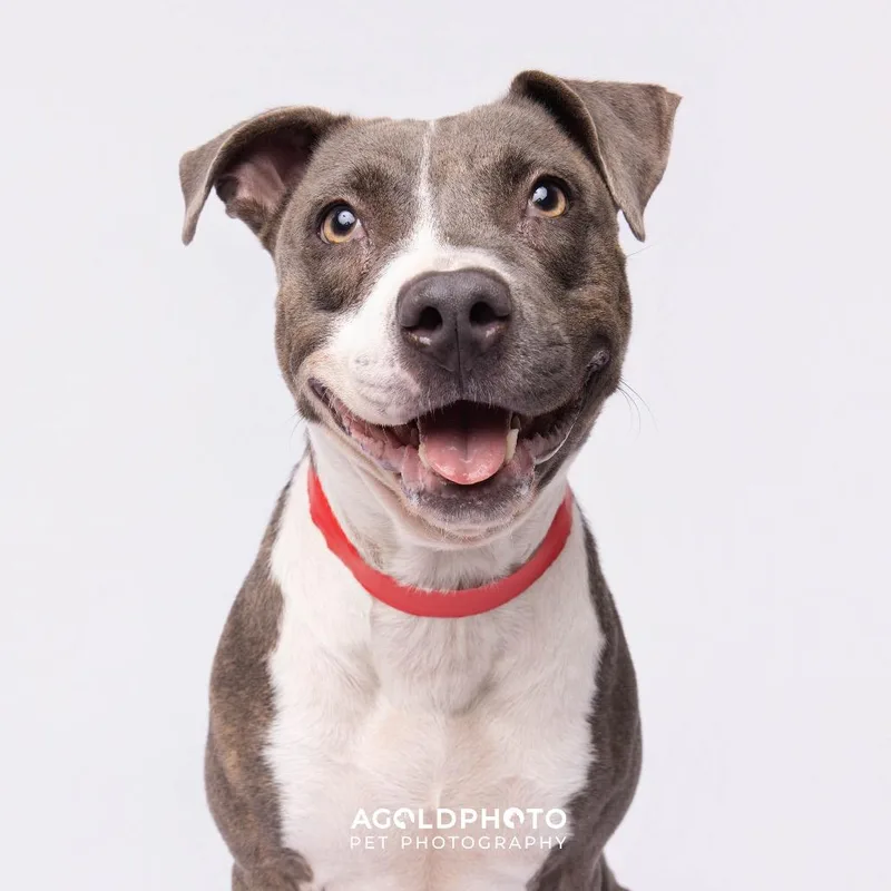 An adult medium-sized female Brindle Terrier dog named Lola for adoption in Tampa, FL