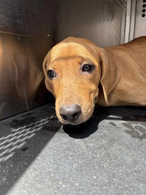 A baby small-sized female Mastiff dog named Osaka for adoption in Corpus Christi, TX