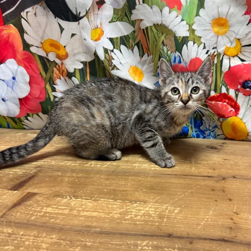 A baby small-sized female Gray / Blue / Silver Domestic Short Hair cat named Harper for adoption in Normal, IL