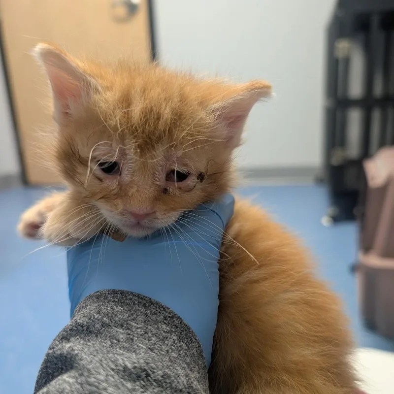 A baby small-sized male Orange / Red Domestic Short Hair cat named Chip for adoption in Watertown, NY