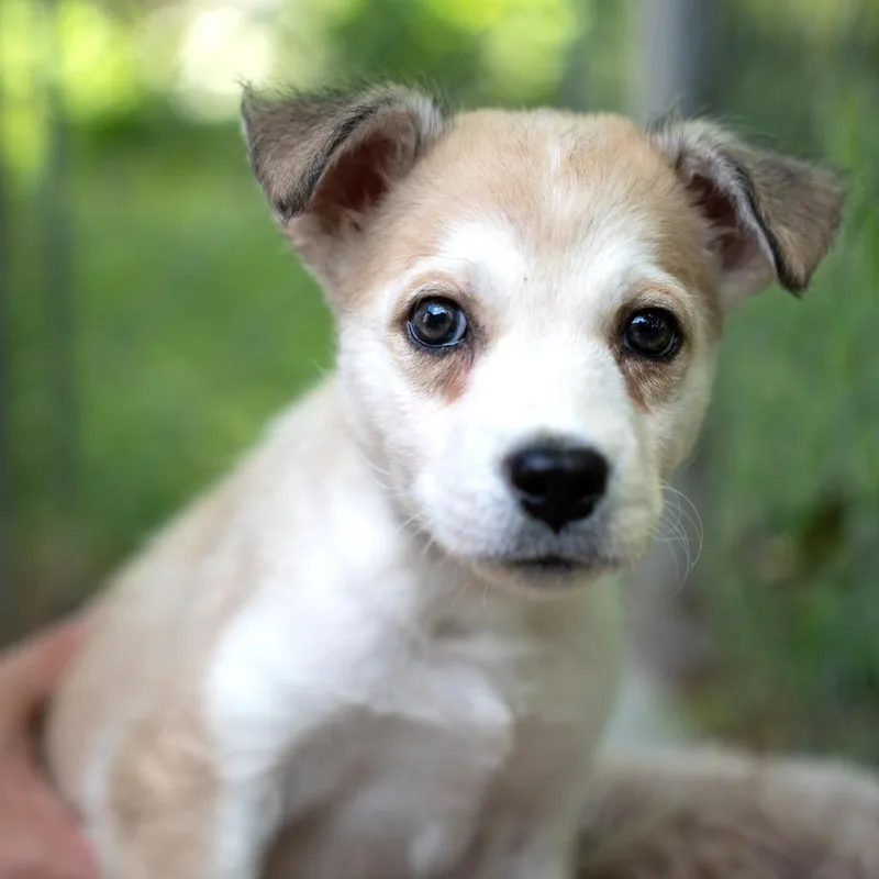 A baby small-sized female Golden Mixed Breed dog named Bo Peep for adoption in Gainesville, GA