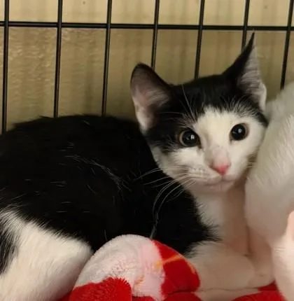 Richard Edison `a Priority