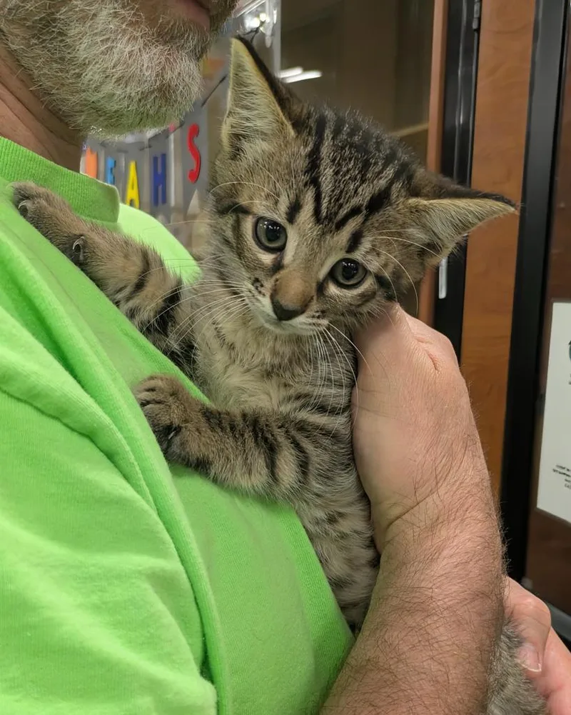A baby medium-sized male Domestic Short Hair cat named GI Joe for adoption in Florence, SC
