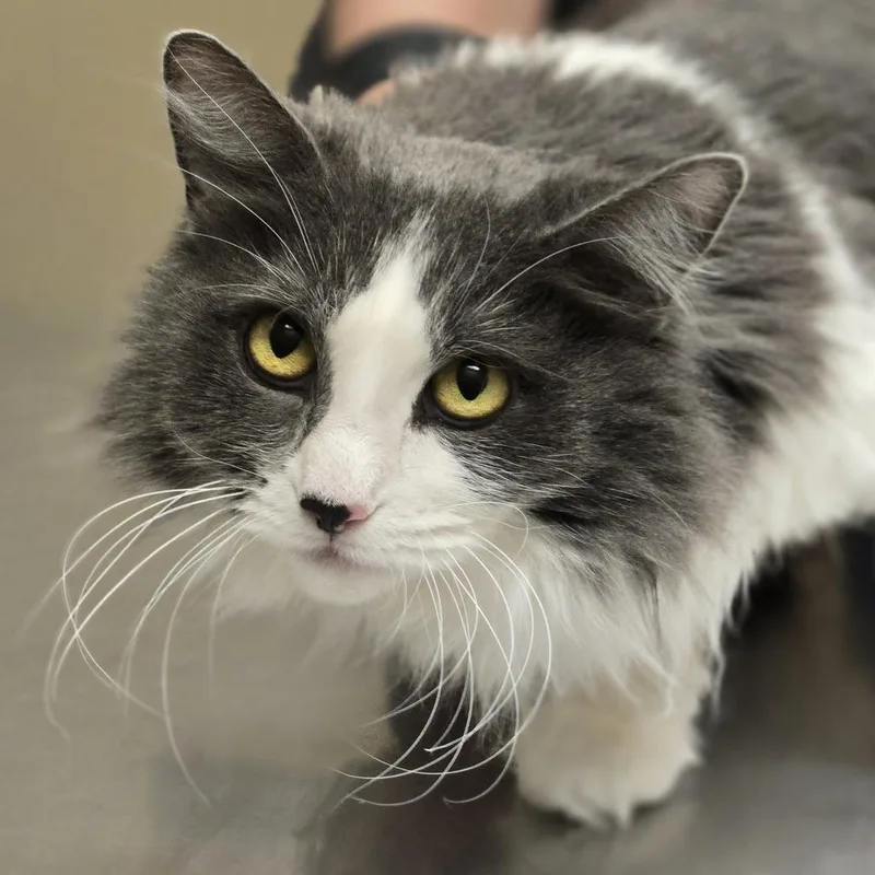 A senior medium-sized female Gray / Blue / Silver Domestic Long Hair cat named Bella for adoption in Wickenburg, AZ