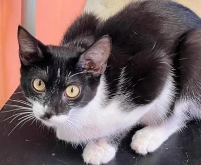 Corvette thumbnail 2