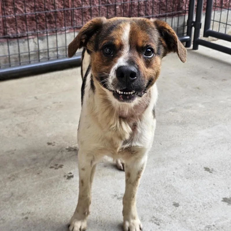 An adult medium-sized male Brown / Chocolate Hound dog named Owen for adoption in Lynchburg, VA