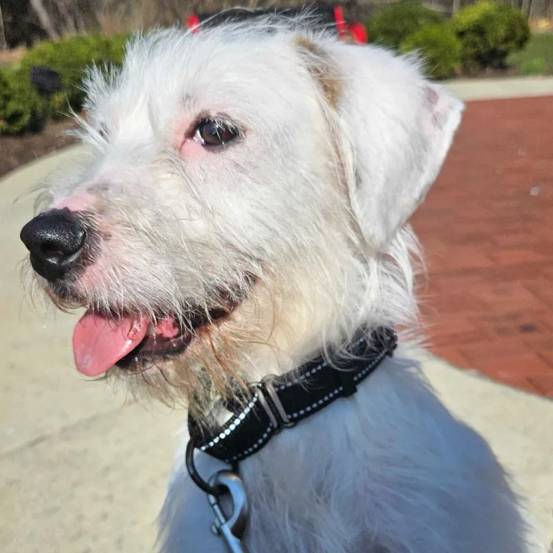 An adult small-sized male White / Cream Mixed Breed dog named Crimson for adoption in Hinsdale, IL