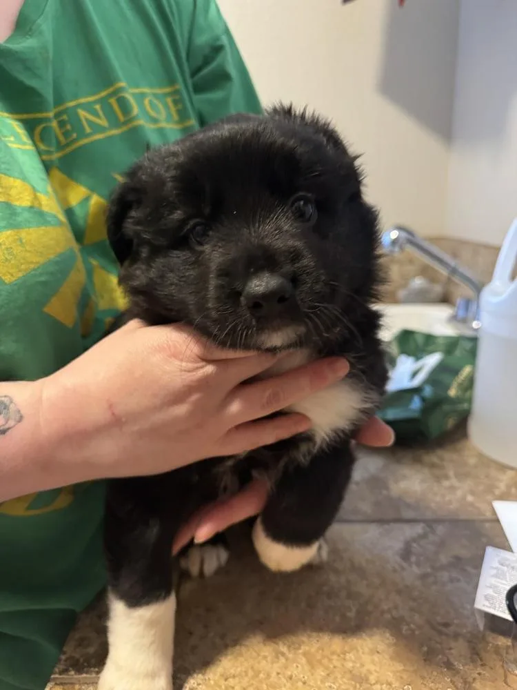 A baby medium-sized female Australian Cattle Dog / Blue Heeler dog named Bindi for adoption in Vancouver, WA