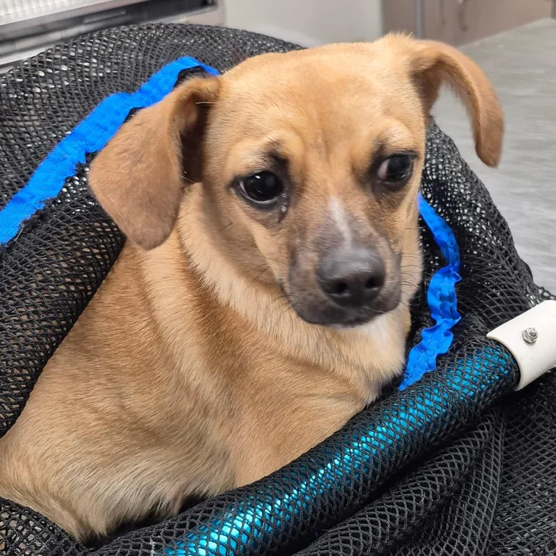 An adult small-sized female Brown / Chocolate Terrier dog named Txacstray for adoption in Portland, TX