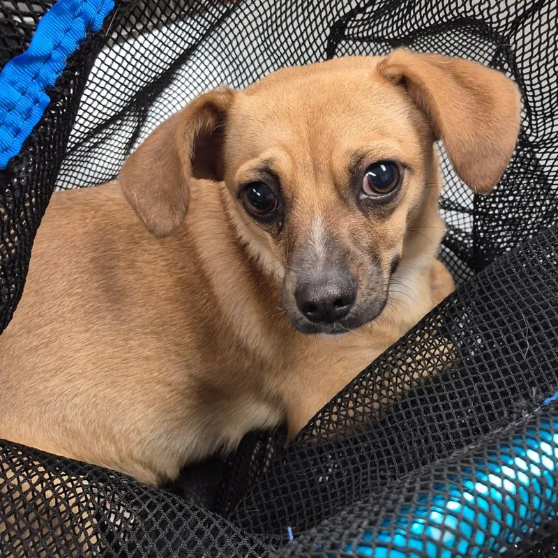 Txacstray thumbnail 2