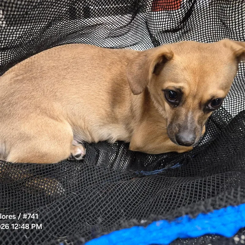 Txacstray thumbnail 3