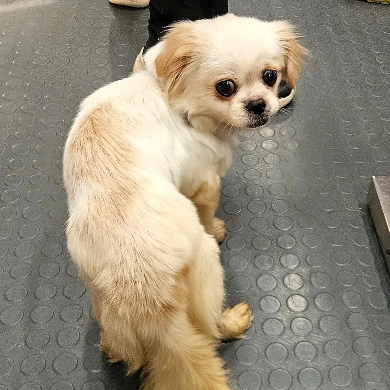 An adult small-sized female White / Cream Pekingese dog named Pearl for adoption in CORPUS CHRISTI, TX