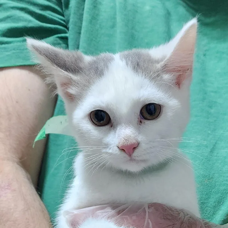 A baby small-sized female White Turkish Van cat named Patience for adoption in Carmel, IN