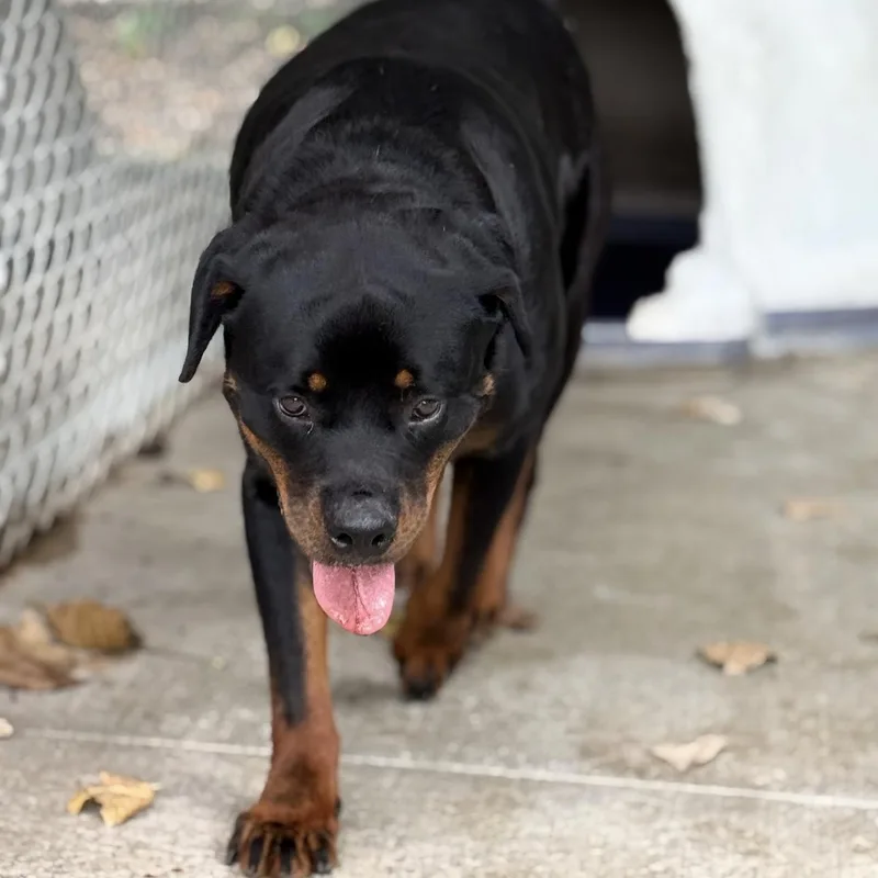 An adult large-sized male Rottweiler dog named Fang for adoption in New Castle, IN